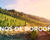 Descubre todas las características del vino Borgoña