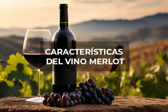 Descubre todas las características del vino Merlot