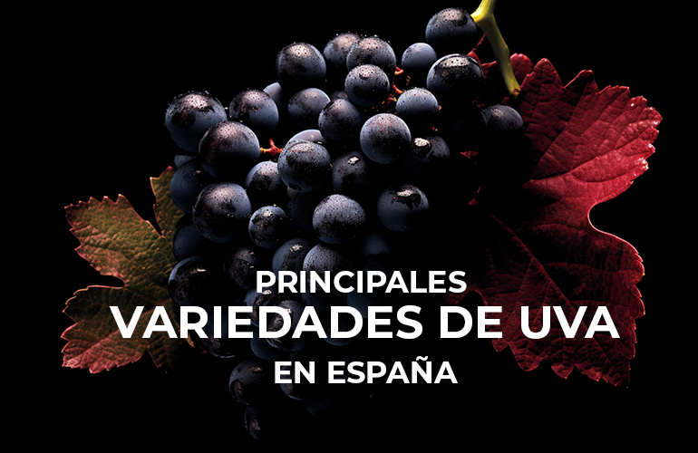 Descubre las principales uvas españolas