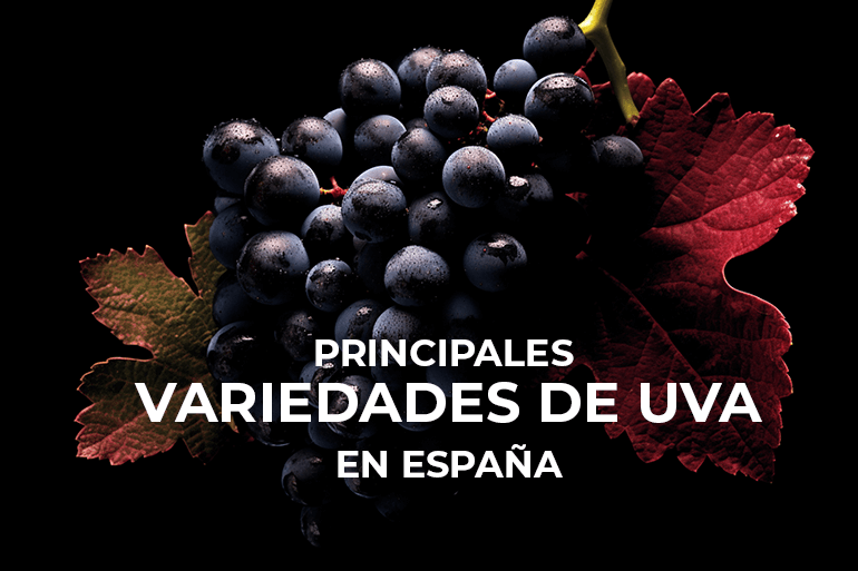 Descubre las principales uvas españolas