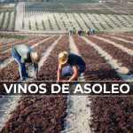 Descubre cómo se producen los vinos de asoleo