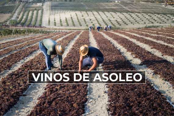 Descubre cómo se producen los vinos de asoleo