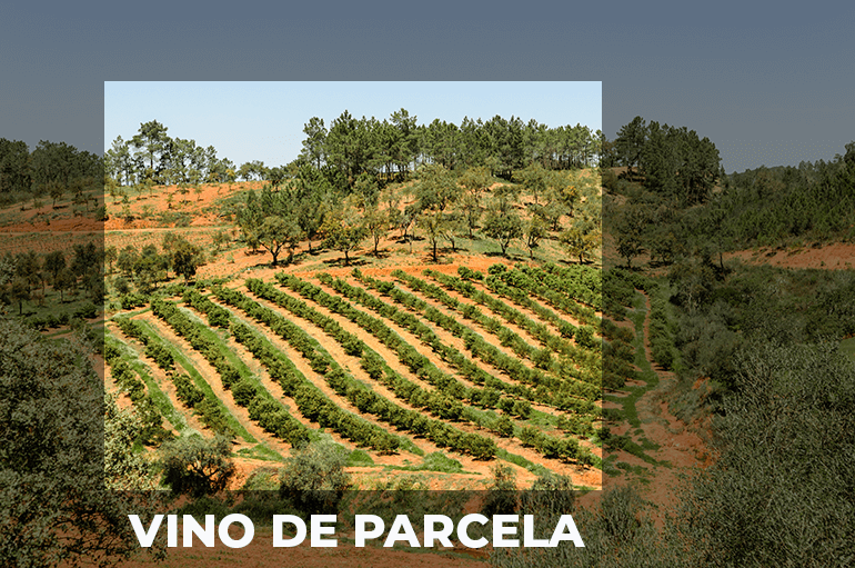 Vino parcelario y su conexión con el terroir