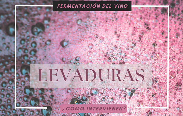 El papel de las levaduras en la fermentación del vino