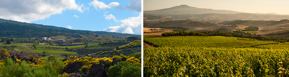 Tenuta di Trinoro
