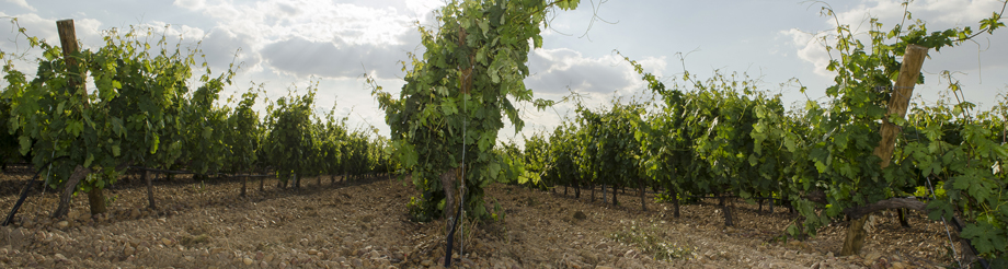 Bodegas Rippa Dorii 
