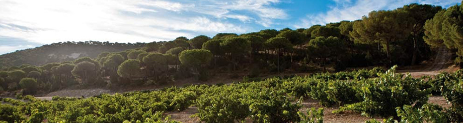 Vega Sicilia