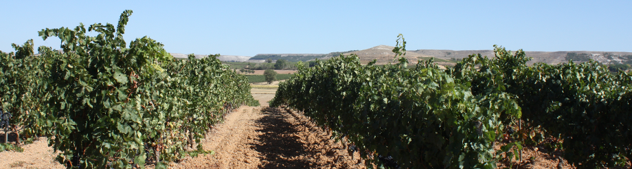 Bodegas De Bardos