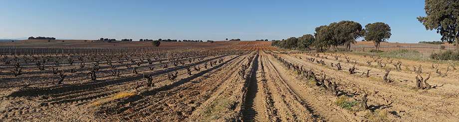 Ébano Viñedos y Bodegas 