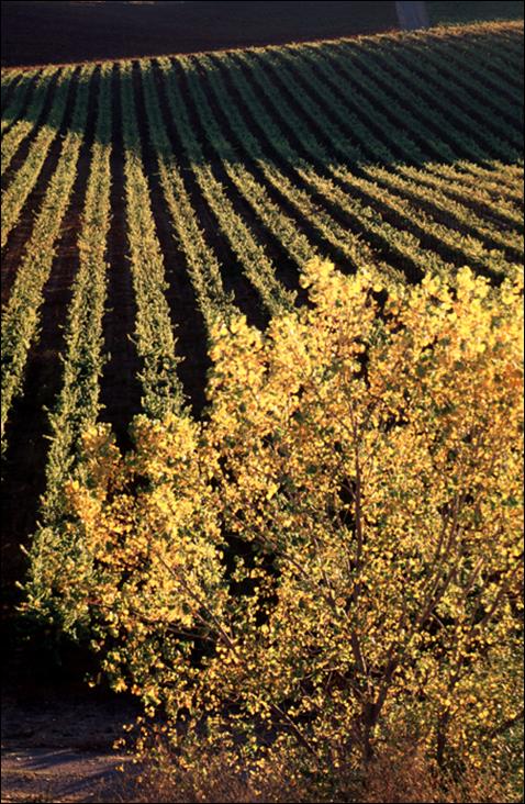 Redtree Winery