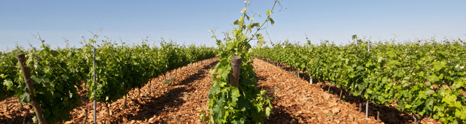 Bodegas San Román