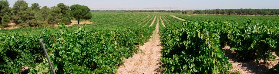 Vinos Sanz