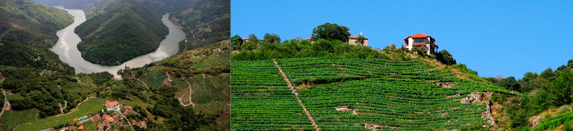 Descubre la Ribeira Sacra en vendimia