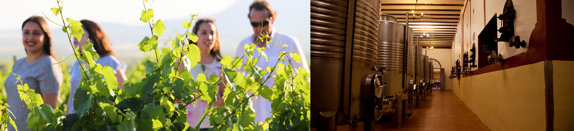 Visita a Bodegas Castaño