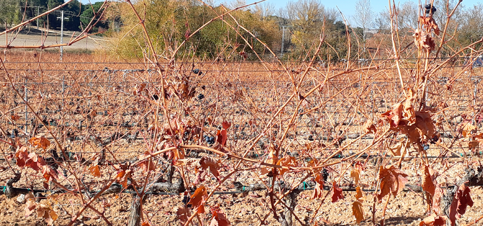Conoce Bodegas y Viñedos Áster