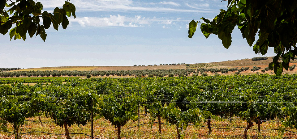 Descubre la historia de los vinos manchegos en una visita con cata y aperitivo a Bodegas Naranjo