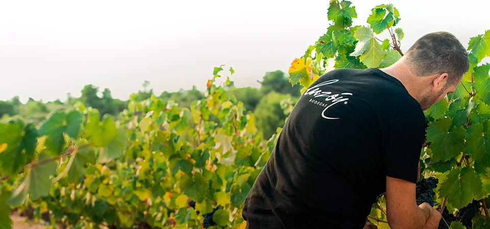 Visita Bodegas Luzón