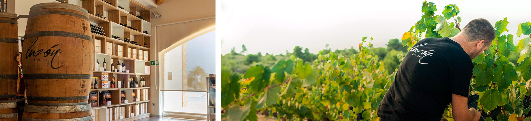 Visita Bodegas Luzón