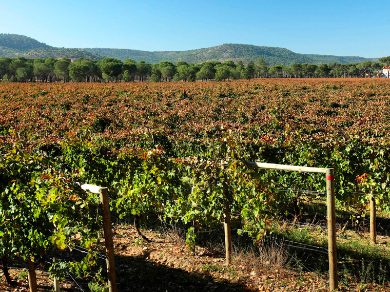 Visita Finca Villacreces