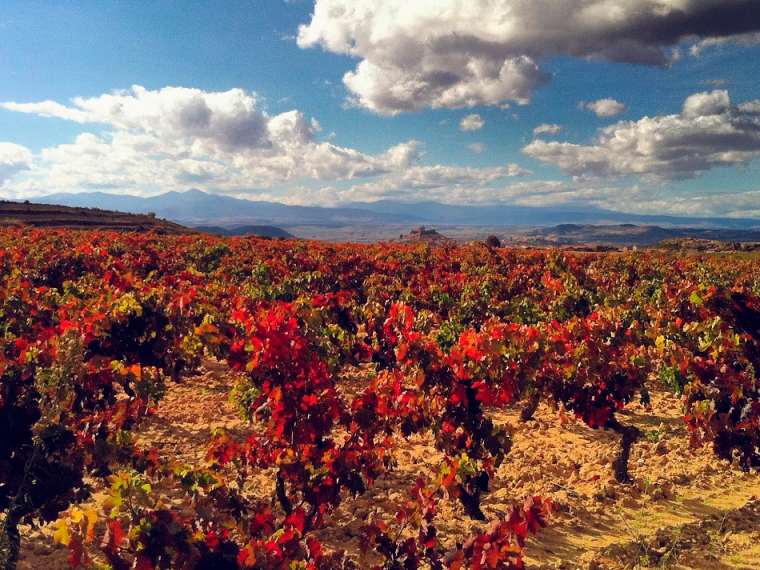 Descubre Bodega Contador, la bodega con 100 puntos Parker de Benjamín Romeo