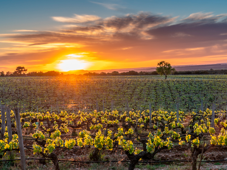 Descubre Torremilanos, una de las bodegas fundadoras de la D.O. Ribera del Duero